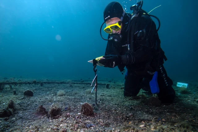 Marmara'nın Gizli Kahramanları Bebek Pineler Hızla Çoğalıyor