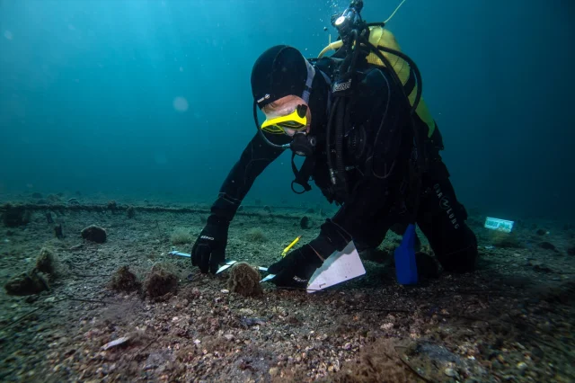 Marmara'nın Gizli Kahramanları Bebek Pineler Hızla Çoğalıyor