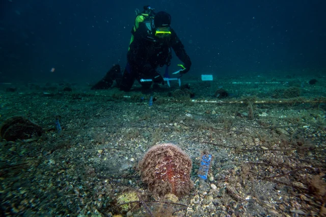 Marmara'nın Gizli Kahramanları Bebek Pineler Hızla Çoğalıyor