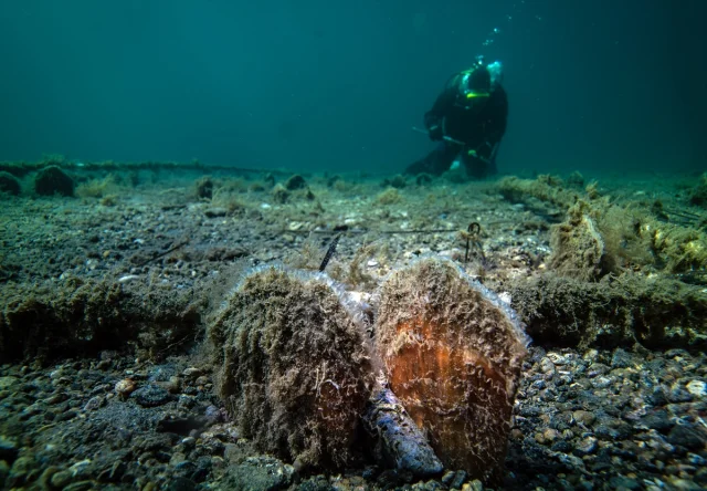 Marmara'nın Gizli Kahramanları Bebek Pineler Hızla Çoğalıyor
