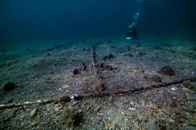 Marmara'nın Gizli Kahramanları Bebek Pineler Hızla Çoğalıyor