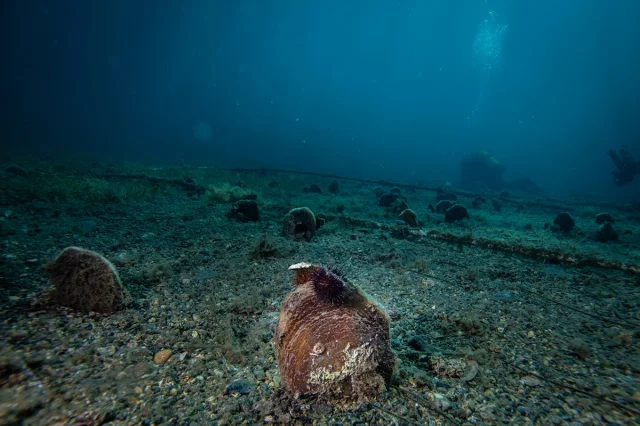 Marmara'nın Gizli Kahramanları Bebek Pineler Hızla Çoğalıyor