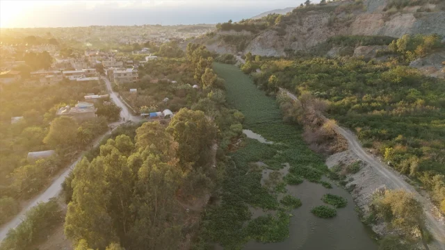 Asi Nehri'ni Tehdit Eden Su Sümbülleri Yeniden Hortladı
