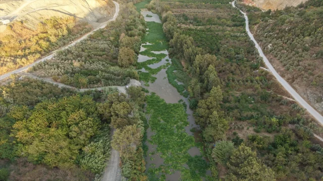 Asi Nehri'ni Tehdit Eden Su Sümbülleri Yeniden Hortladı