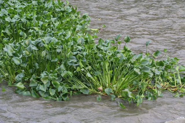 Asi Nehri'ni Tehdit Eden Su Sümbülleri Yeniden Hortladı