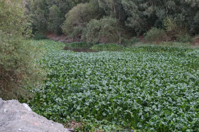 Asi Nehri'ni Tehdit Eden Su Sümbülleri Yeniden Hortladı