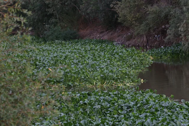 Asi Nehri'ni Tehdit Eden Su Sümbülleri Yeniden Hortladı