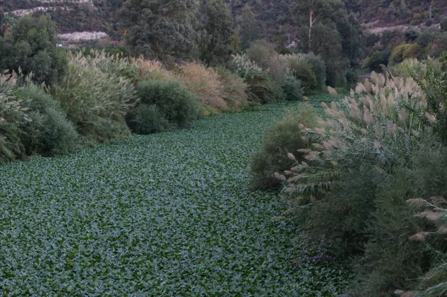 Asi Nehri'ni Tehdit Eden Su Sümbülleri Yeniden Hortladı