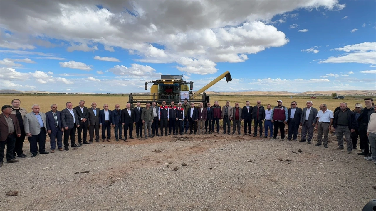 Çankırı'da Çeltik Hasadı Büyük Coşkuyla Yapıldı