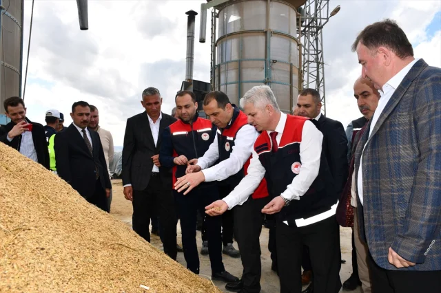 Çankırı'da Çeltik Hasadı Büyük Coşkuyla Yapıldı