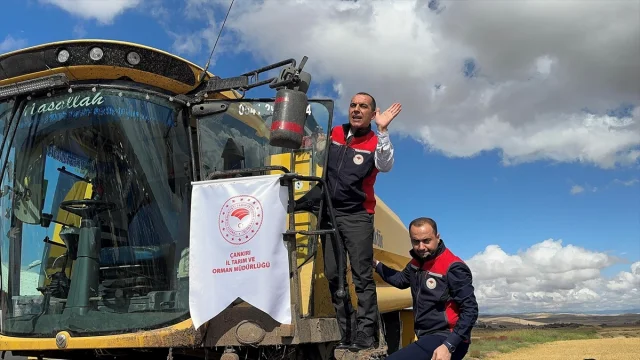 Çankırı'da Çeltik Hasadı Büyük Coşkuyla Yapıldı