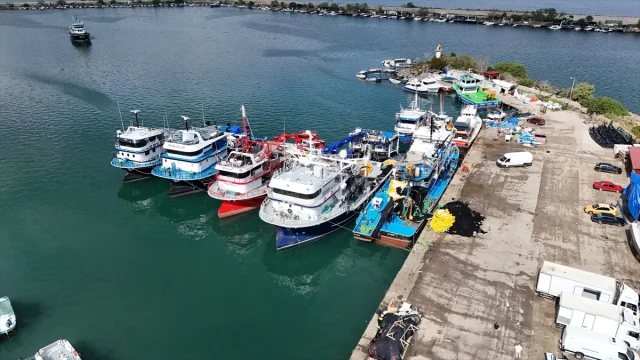 Karadeniz'de İstavrit Bolluğu Balıkçıların Yüzünü Güldürüyor