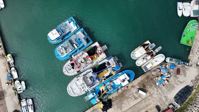 Karadeniz'de İstavrit Bolluğu Balıkçıların Yüzünü Güldürüyor