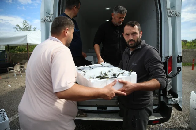 Karadeniz'de İstavrit Bolluğu Balıkçıların Yüzünü Güldürüyor