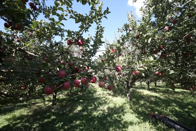 Muş'un Elma Hasadında Beklenen Büyük Gelir