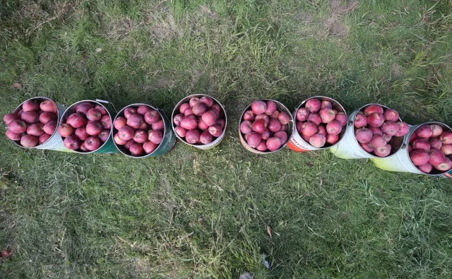 Muş'un Elma Hasadında Beklenen Büyük Gelir