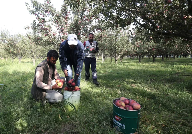 Muş'un Elma Hasadında Beklenen Büyük Gelir