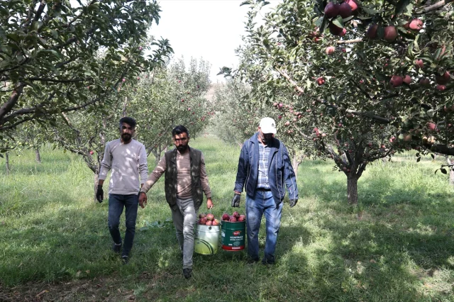 Muş'un Elma Hasadında Beklenen Büyük Gelir