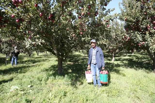 Muş'un Elma Hasadında Beklenen Büyük Gelir