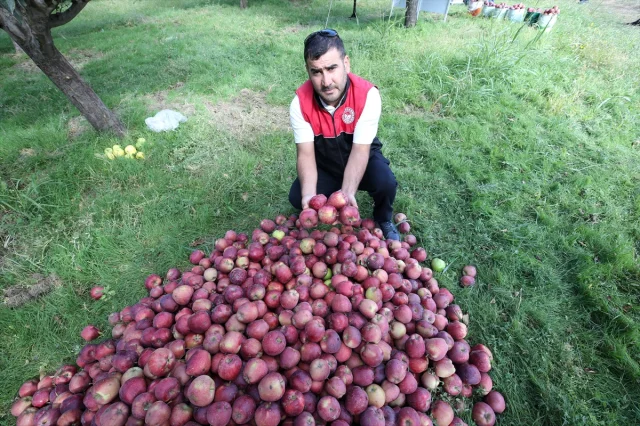 Muş'un Elma Hasadında Beklenen Büyük Gelir