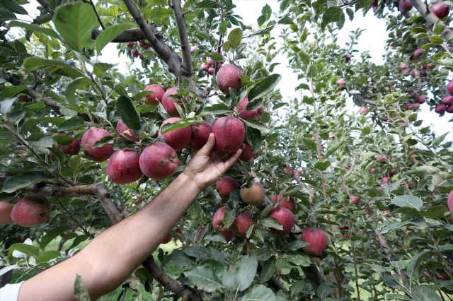 Muş'un Elma Hasadında Beklenen Büyük Gelir