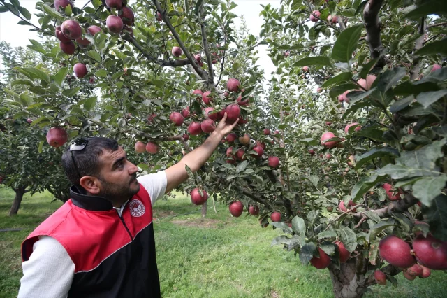 Muş'un Elma Hasadında Beklenen Büyük Gelir
