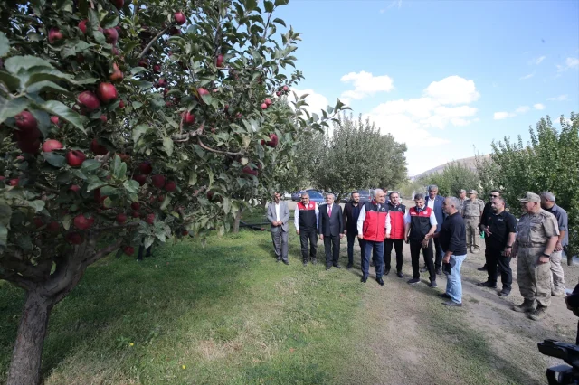 Muş'un Elma Hasadında Beklenen Büyük Gelir