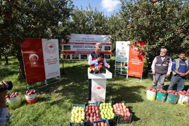 Muş'un Elma Hasadında Beklenen Büyük Gelir