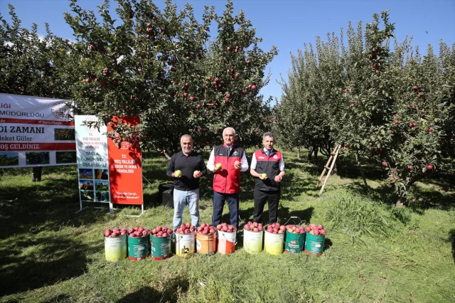 Muş'un Elma Hasadında Beklenen Büyük Gelir
