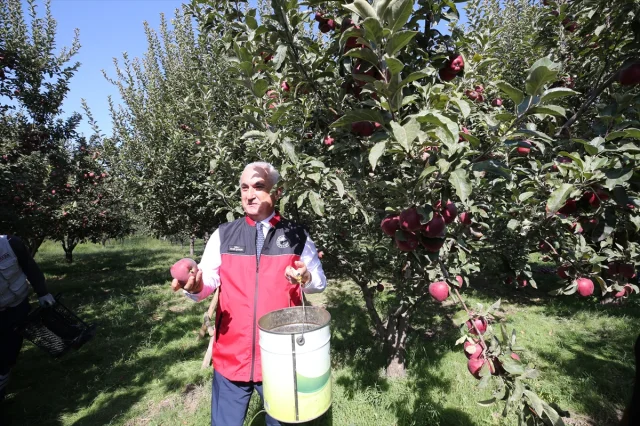 Muş'un Elma Hasadında Beklenen Büyük Gelir