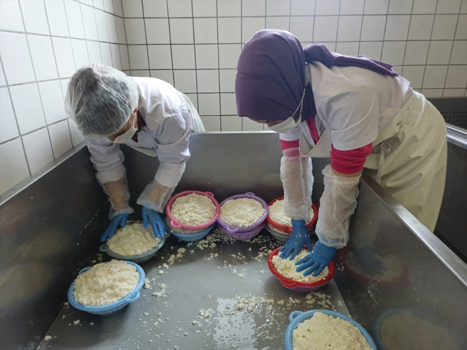 Balıkesir'in Sındırgı İlçesinde Kadın İstihdamı Butik Mandırayla Canlanıyor