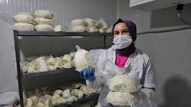 Balıkesir'in Sındırgı İlçesinde Kadın İstihdamı Butik Mandırayla Canlanıyor