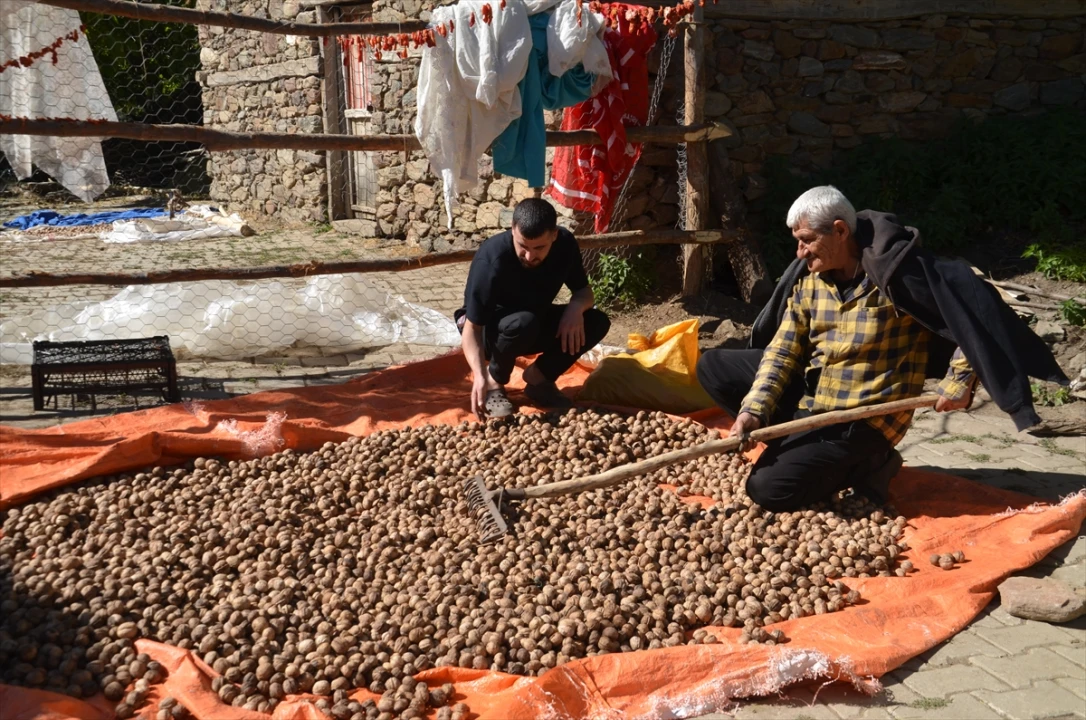 Muş'ta Ceviz Rekoltesinde Beklenen Rakam Şaşırtıyor