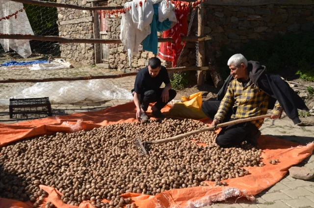 Muş'ta Ceviz Rekoltesinde Beklenen Rakam Şaşırtıyor