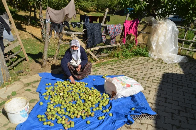 Muş'ta Ceviz Rekoltesinde Beklenen Rakam Şaşırtıyor