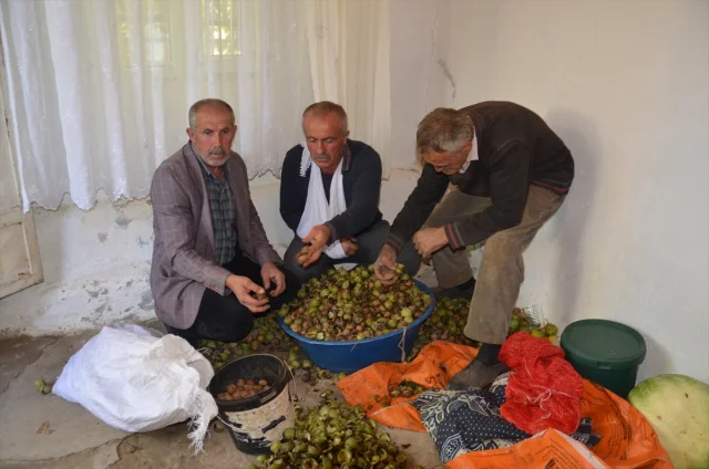 Muş'ta Ceviz Rekoltesinde Beklenen Rakam Şaşırtıyor
