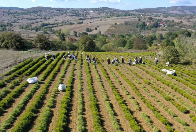 Kocaeli'de Kuraklıkta Bile Bereketli Hasat: Biberiyeye Yoğun İlgi
