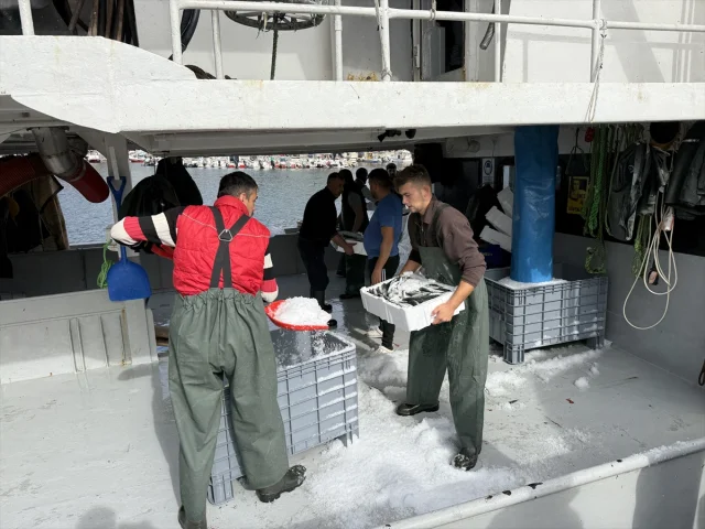 Tekirdağ'da İstavrit Bolluğunun Perde Arkası