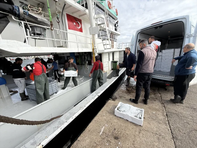 Tekirdağ'da İstavrit Bolluğunun Perde Arkası