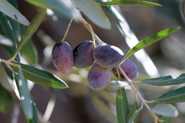 Antalya'da Zeytin Üretimini Canlandırma Hamlesi
