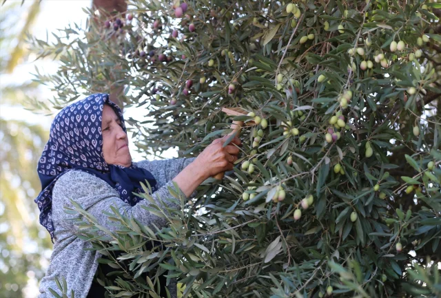 Antalya'da Zeytin Üretimini Canlandırma Hamlesi