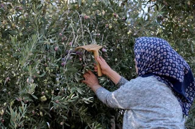Antalya'da Zeytin Üretimini Canlandırma Hamlesi