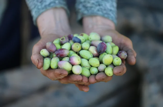Antalya'da Zeytin Üretimini Canlandırma Hamlesi