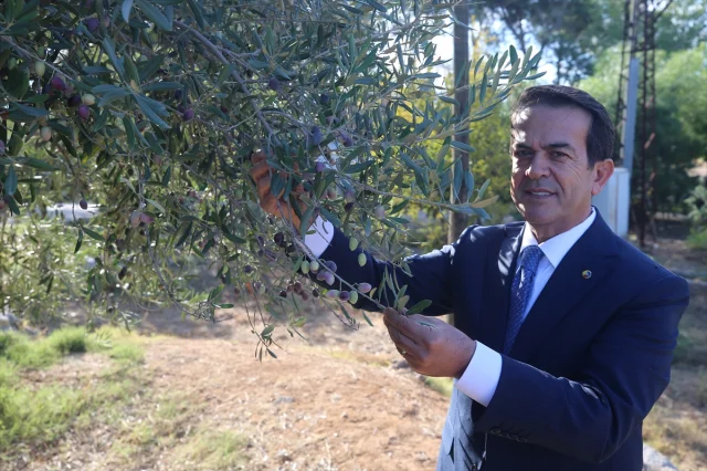 Antalya'da Zeytin Üretimini Canlandırma Hamlesi