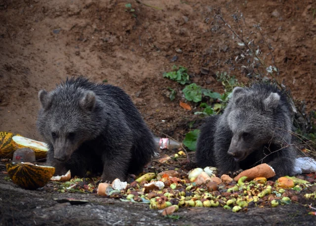 Kastamonu'da Ayı Yavruları Yolu Mesken Tuttu Herkes Onları K...