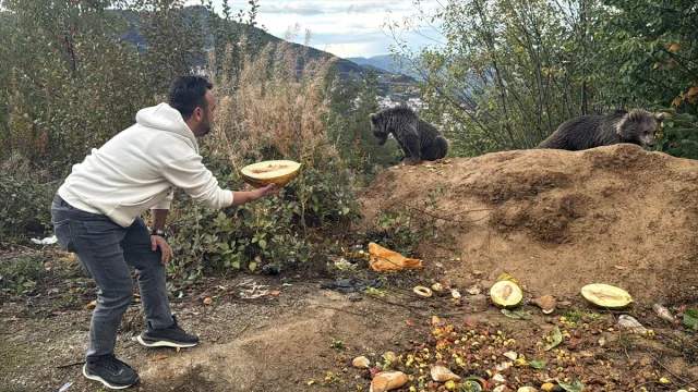 Kastamonu'da Ayı Yavruları Yolu Mesken Tuttu Herkes Onları Konuşuyor