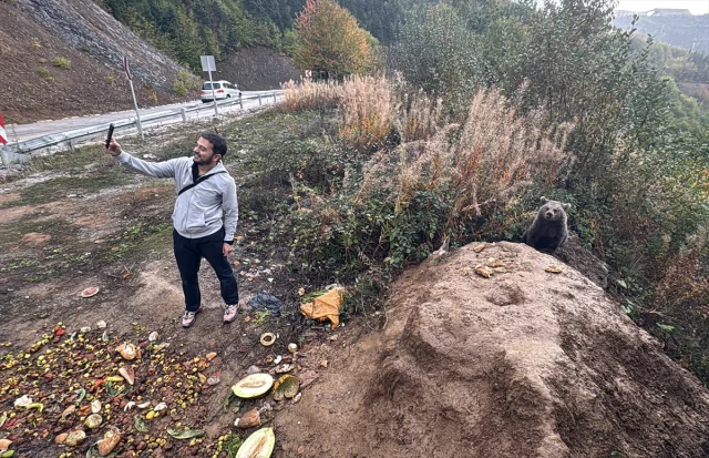 Kastamonu'da Ayı Yavruları Yolu Mesken Tuttu Herkes Onları Konuşuyor