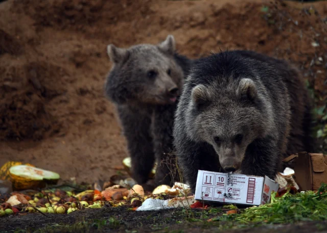 Kastamonu'da Ayı Yavruları Yolu Mesken Tuttu Herkes Onları Konuşuyor