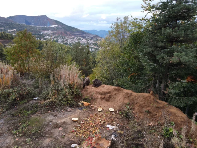 Kastamonu'da Ayı Yavruları Yolu Mesken Tuttu Herkes Onları Konuşuyor