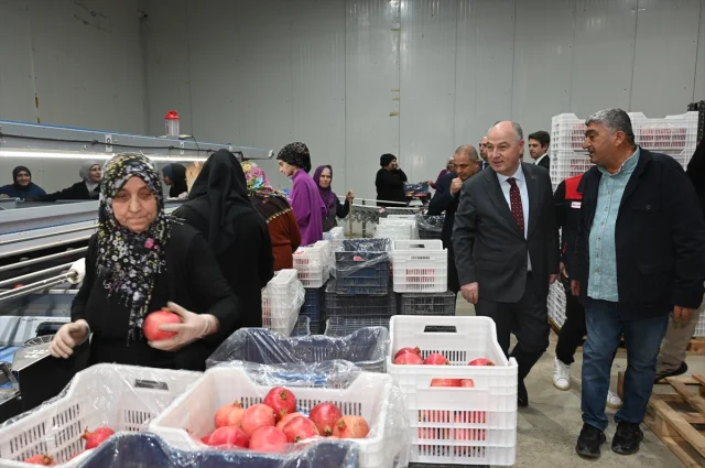 Denizli'de Nar Hasadı Başladı Ekonomiye Canlılık Gelecek